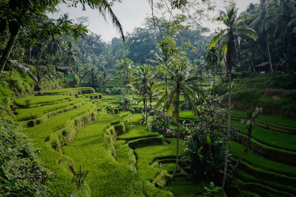 Bali in January 2027: Weather, Travel Guide & Villas